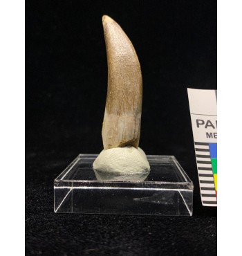 Zarafasaura oceanis (Vincent et al., 2011)