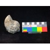 Hoploscaphites nebrascensis...