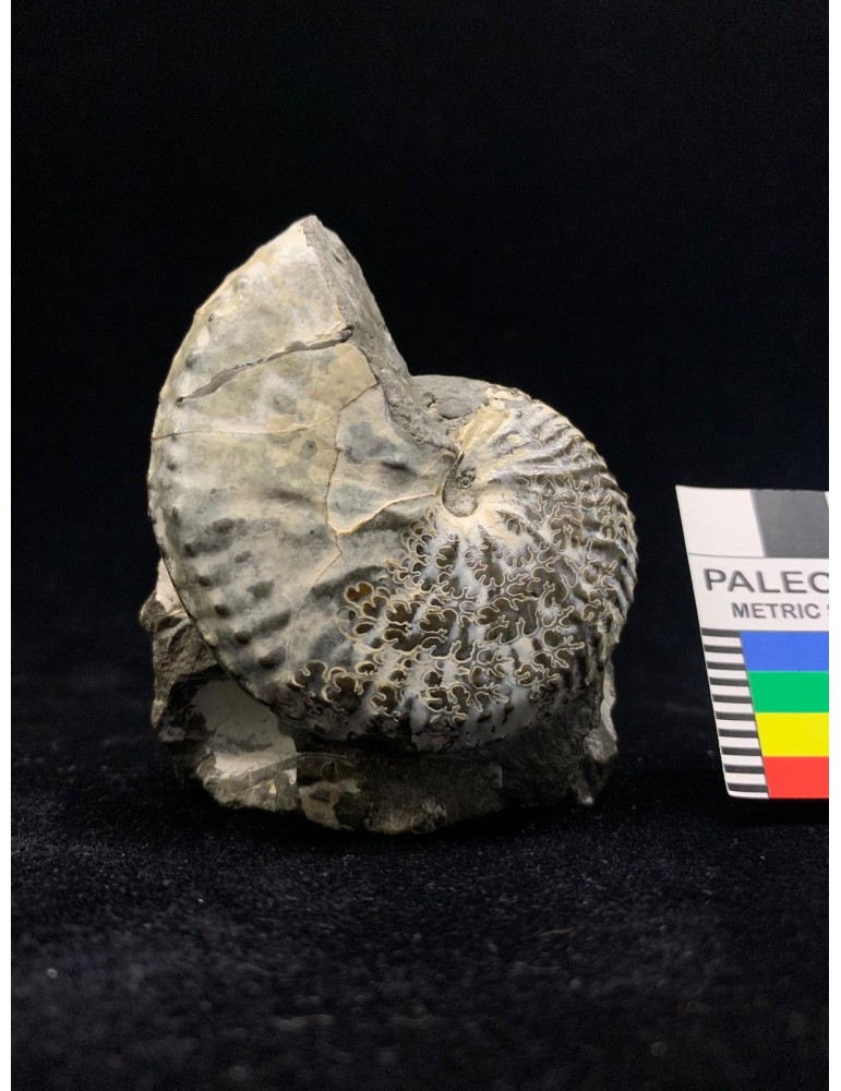 Hoploscaphites nebrascensis (Owen, 1852)
