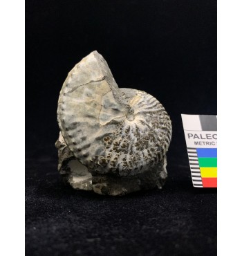 Hoploscaphites nebrascensis (Owen, 1852)