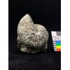 Hoploscaphites nebrascensis (Owen, 1852)