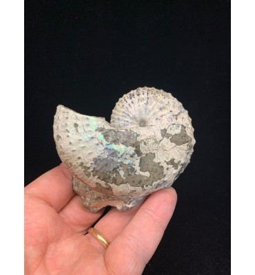 Fossile di ammonite Hoploscaphites nebrascensis (Owen, 1852)