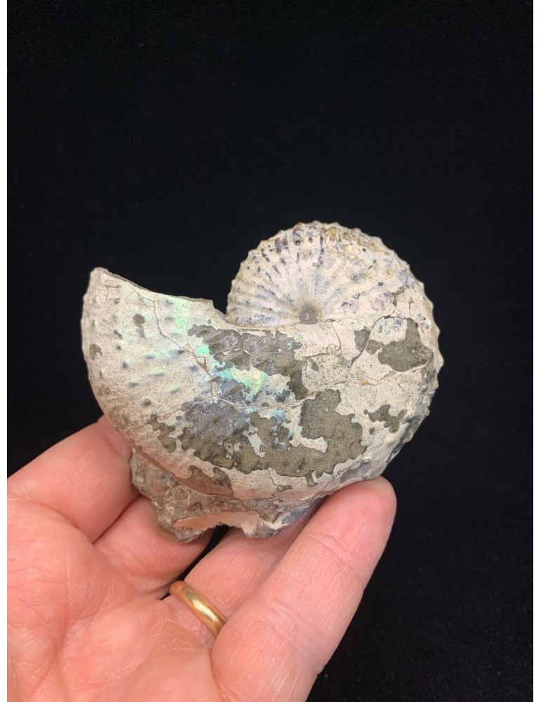 Fossil of ammonite Hoploscaphites nebrascensis (Owen, 1852)