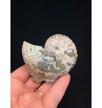 Fossil of ammonite Hoploscaphites nebrascensis (Owen, 1852)