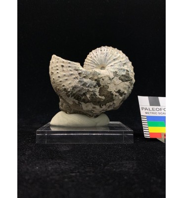 Fossil of ammonite...