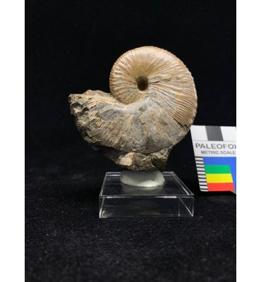 Hoploscaphites nicolleti...