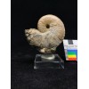 Hoploscaphites nicolleti...
