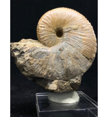 Hoploscaphites nicolleti (Morton, 1842) & Hoploscaphites spendeni