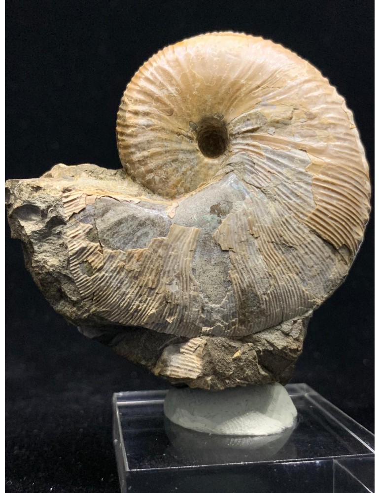 Hoploscaphites nicolleti (Morton, 1842) & Hoploscaphites spendeni