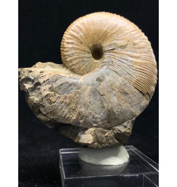 Hoploscaphites nicolleti (Morton, 1842) & Hoploscaphites spendeni