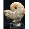 Hoploscaphites nicolleti (Morton, 1842) & Hoploscaphites spendeni