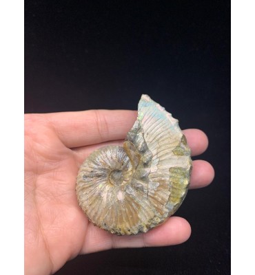 Fossile di ammonite Discoscaphites sp. (Meek, 1870)