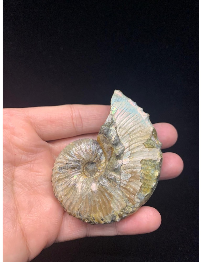 Fossil ammonite Discoscaphites sp. (Meek, 1870)