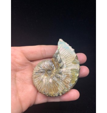 Fossile di ammonite Discoscaphites sp. (Meek, 1870)