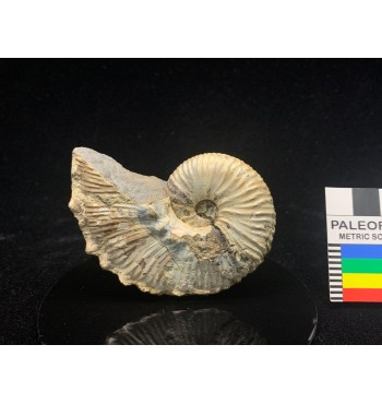 Fossile di ammonite Discoscaphites sp. (Meek, 1870)