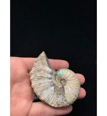 Fossile di ammonite...