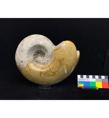 Goniatite sp. Devoniano