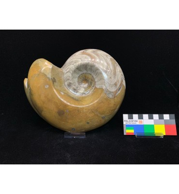 Goniatite sp. Devoniano