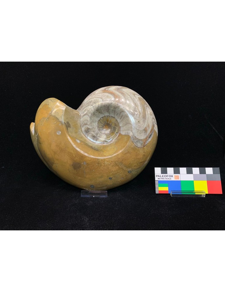 Goniatite sp. Devoniano