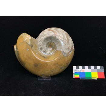 Goniatite sp. Devoniano