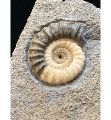 Promicroceras planicosta (Sowerby 1814) with stand