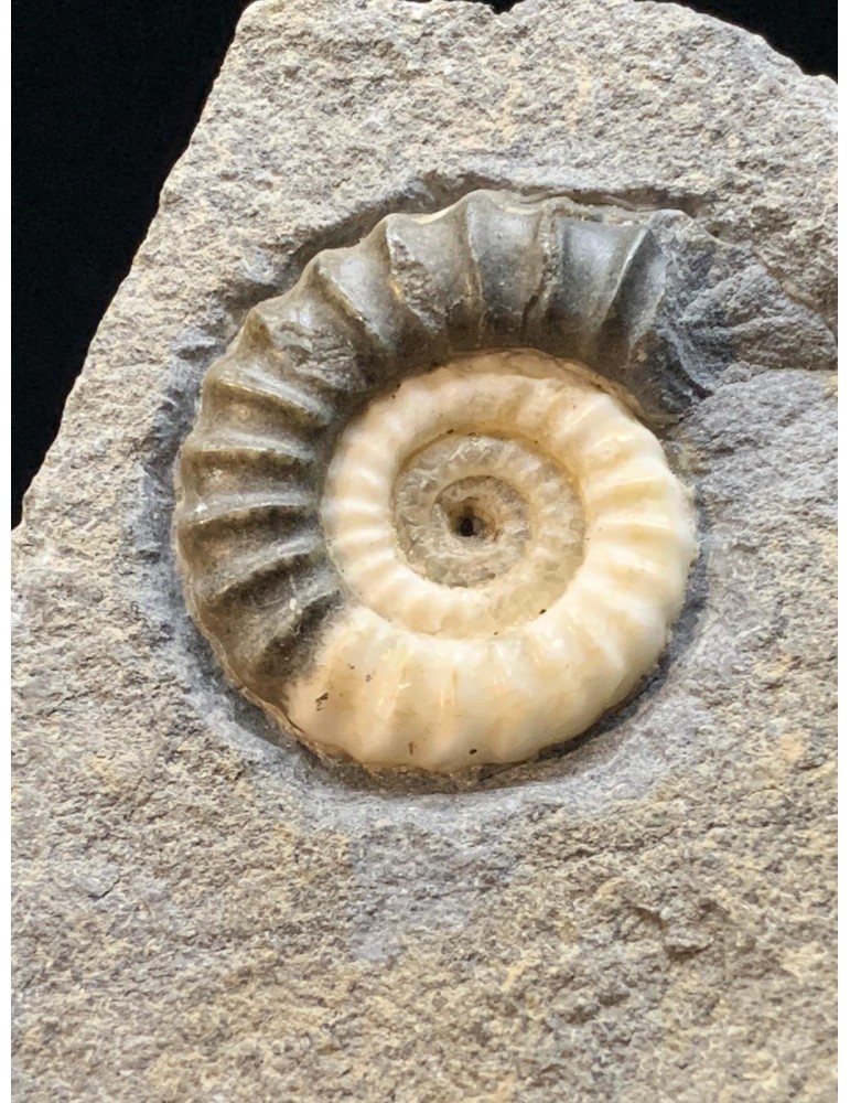 Promicroceras planicosta (Sowerby 1814) con supporto