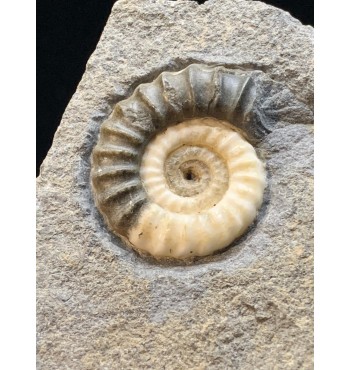 Promicroceras planicosta (Sowerby 1814) con supporto