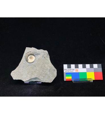 Promicroceras planicosta...