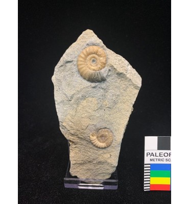 Promicroceras planicosta (Sowerby 1814) 2 ammonites with support