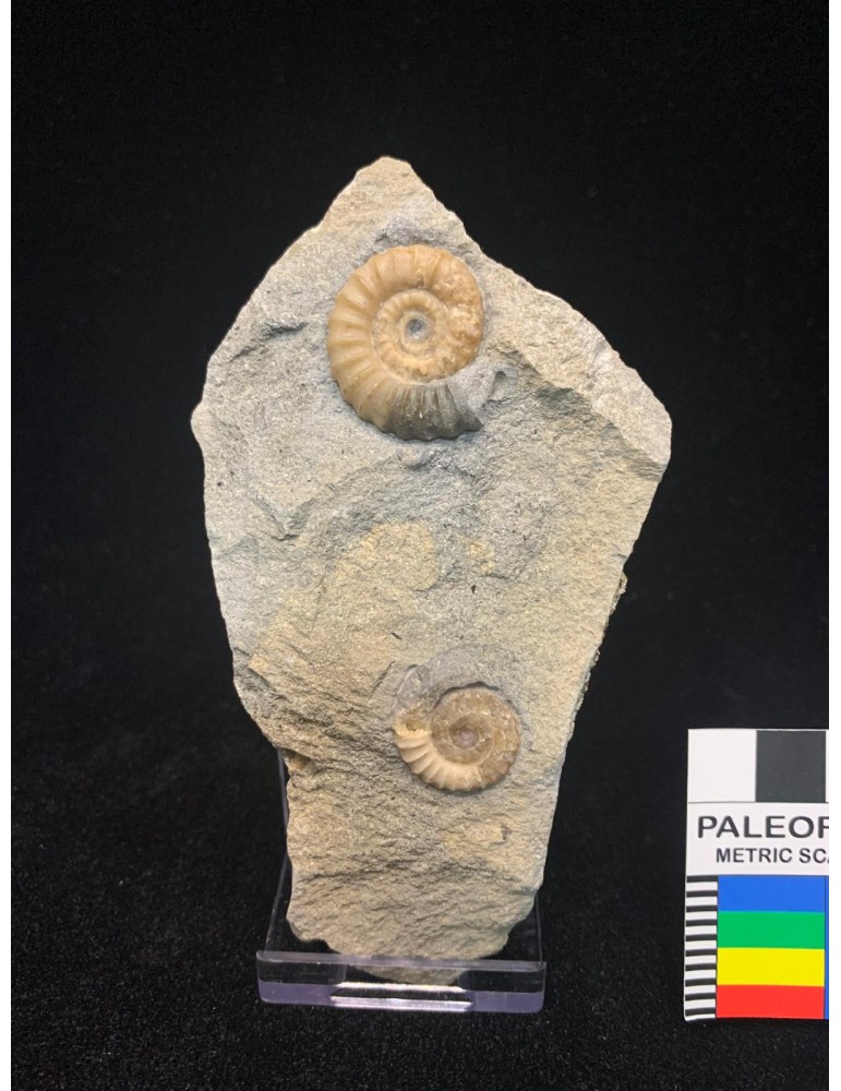Promicroceras planicosta (Sowerby 1814) 2 ammonites with support