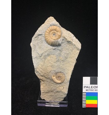 Promicroceras planicosta (Sowerby 1814) 2 ammonites with support