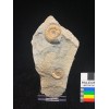 Promicroceras planicosta (Sowerby 1814) 2 ammoniti con supporto