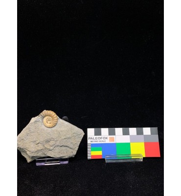 Promicroceras planicosta...