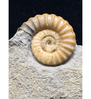 Promicroceras planicosta (Sowerby 1814) con supporto