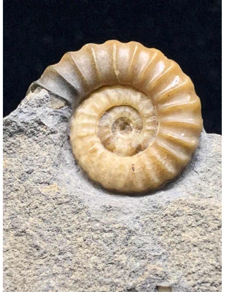 Promicroceras planicosta (Sowerby 1814) con supporto