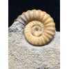 Promicroceras planicosta (Sowerby 1814) con supporto