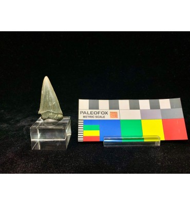 Carcharodon hastalis...