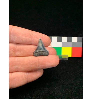 Carcharodon carcharias...