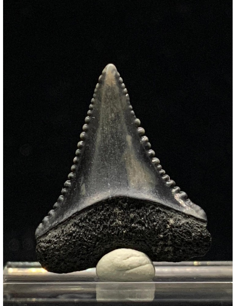 Carcharodon carcharias (Linnaeus,1758)