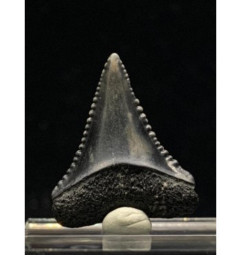 Carcharodon carcharias (Linnaeus,1758)