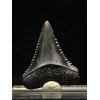 Carcharodon carcharias (Linnaeus,1758)