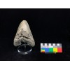 Otodus megalodon (Agassiz,...