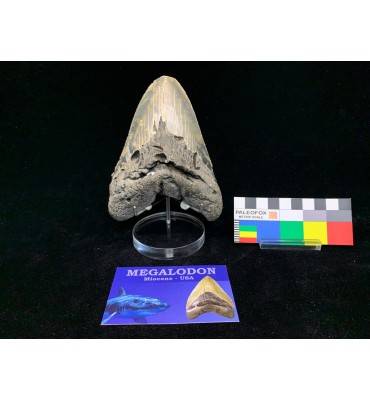 Otodus megalodon (Agassiz, 1843)