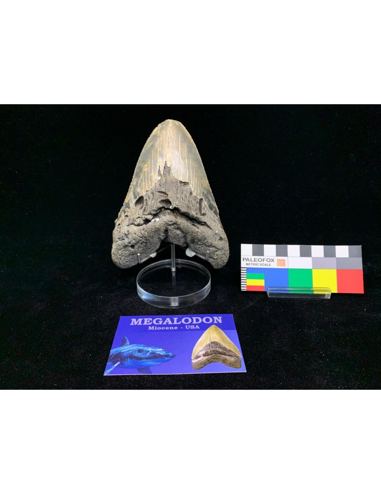 Otodus megalodon (Agassiz, 1843)