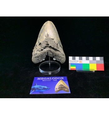 Otodus megalodon (Agassiz, 1843)