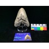 Otodus megalodon (Agassiz, 1843)
