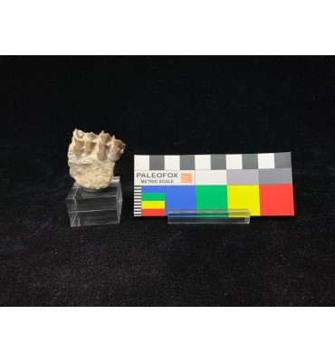 Fossile di Merycoidodon sp....