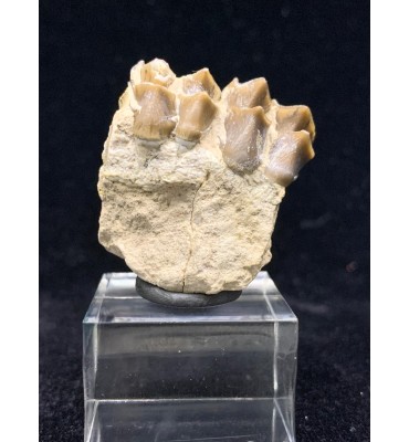 Fossile di Merycoidodon sp....