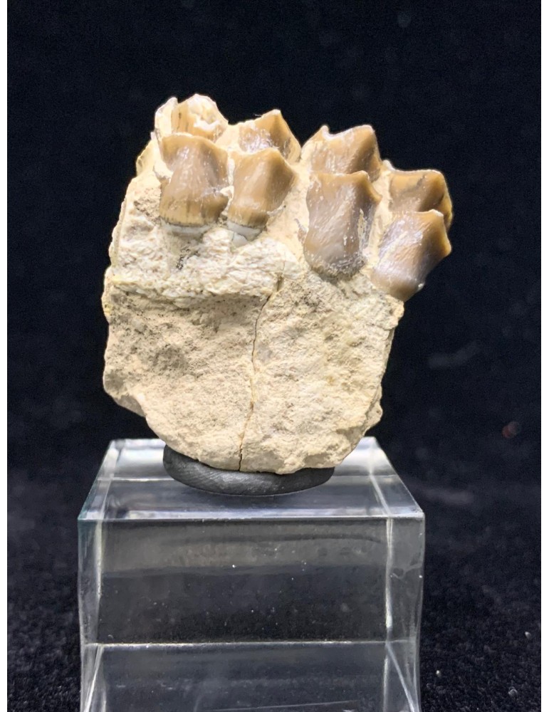 Merycoidodon sp. (Oreodont)