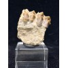 Fossile di Merycoidodon sp....